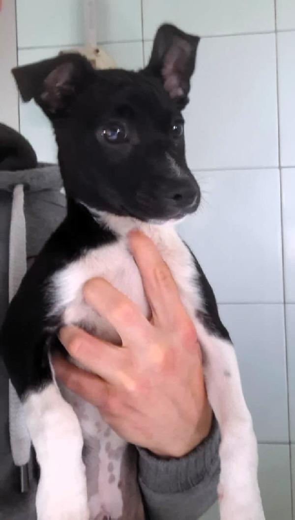 CHICO CUCCIOLO STREPITOSO Foto 2